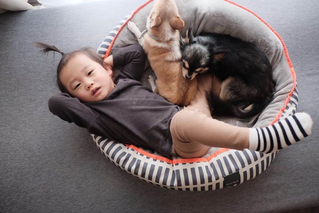 maika_kikitoyjijiさんのインスタグラム写真 - (maika_kikitoyjijiInstagram)「. Toy&Jiji&Sota( @gogokonatsu ) . 誰のベッドなのでしょうか🤣？ 高確率で子供達がお昼寝してるww . . #犬スタグラム #犬との生活 #犬と暮らす #犬すたぐらむ #犬服ハンドメイド #犬写真 #犬かわいい #犬グッズ #チワワ好きな人と繋がりたい #チワワ親バカ部 #チワワのいる暮らし #チワワ多頭飼い #チワワ部 #チワワなしでは生きていけません会 #チワワのいる生活 #チワワスムース #チワワン #チワワlove」2月20日 14時17分 - maika_kikitoyjiji