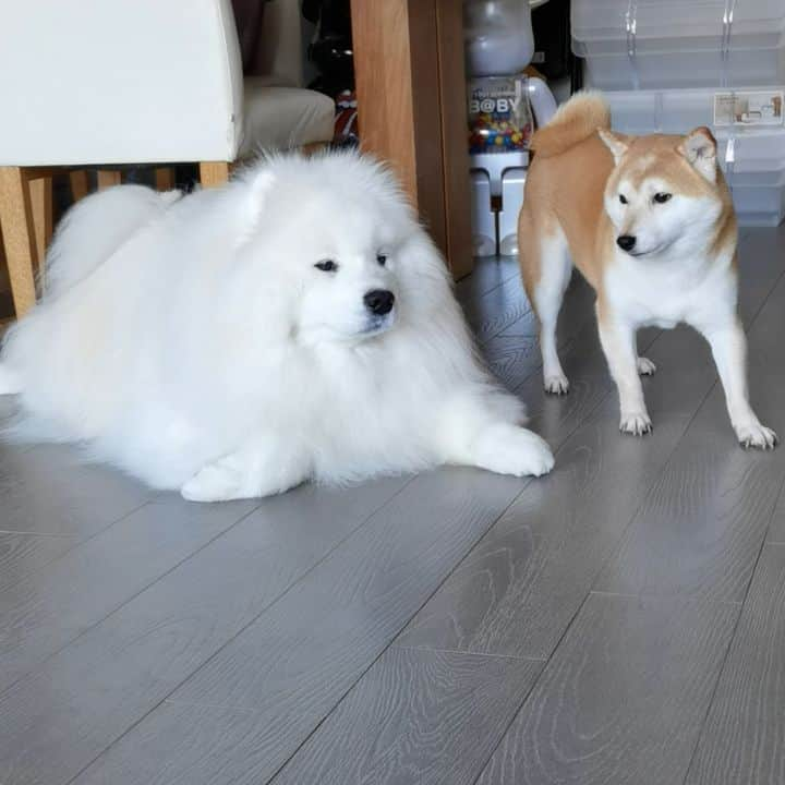 Alex Toのインスタグラム：「What are you doing Aki? 😆😆😆 #cute #dog #doglover #dogsofinstagram #dogoftheday #dogofthedayjp #dogstagram #fluffy #hkig #hongkong #ilovemydog #instadog #instagood #instamood #instagraphy #shibainu #samoyedoninstagram #pet #petlovers #petsofinstagram #petstagram #photooftheday #puppy #pupsofinstagram #samoyed #samoyedsofinstagram #webstagram #犬 #サモエド」