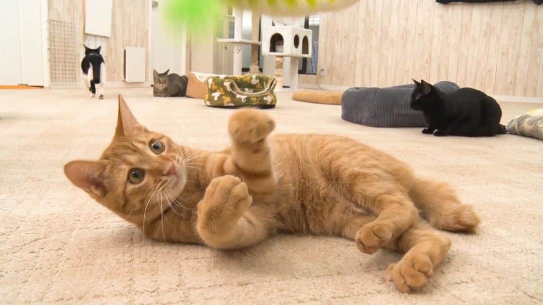 のインスタグラム：「2月22日「ネコの日」直前‼️今夜はネコまみれスペシャル😸  たくさんのカワイイネコたちが見られる1時間になっています💖一緒に癒されましょう〜🐈🎶  #みんにゃのどうぶつ園 #みんどう #らぶどう #にゃんくる #譲渡型猫カフェ #猫カフェ #ネコ #猫」