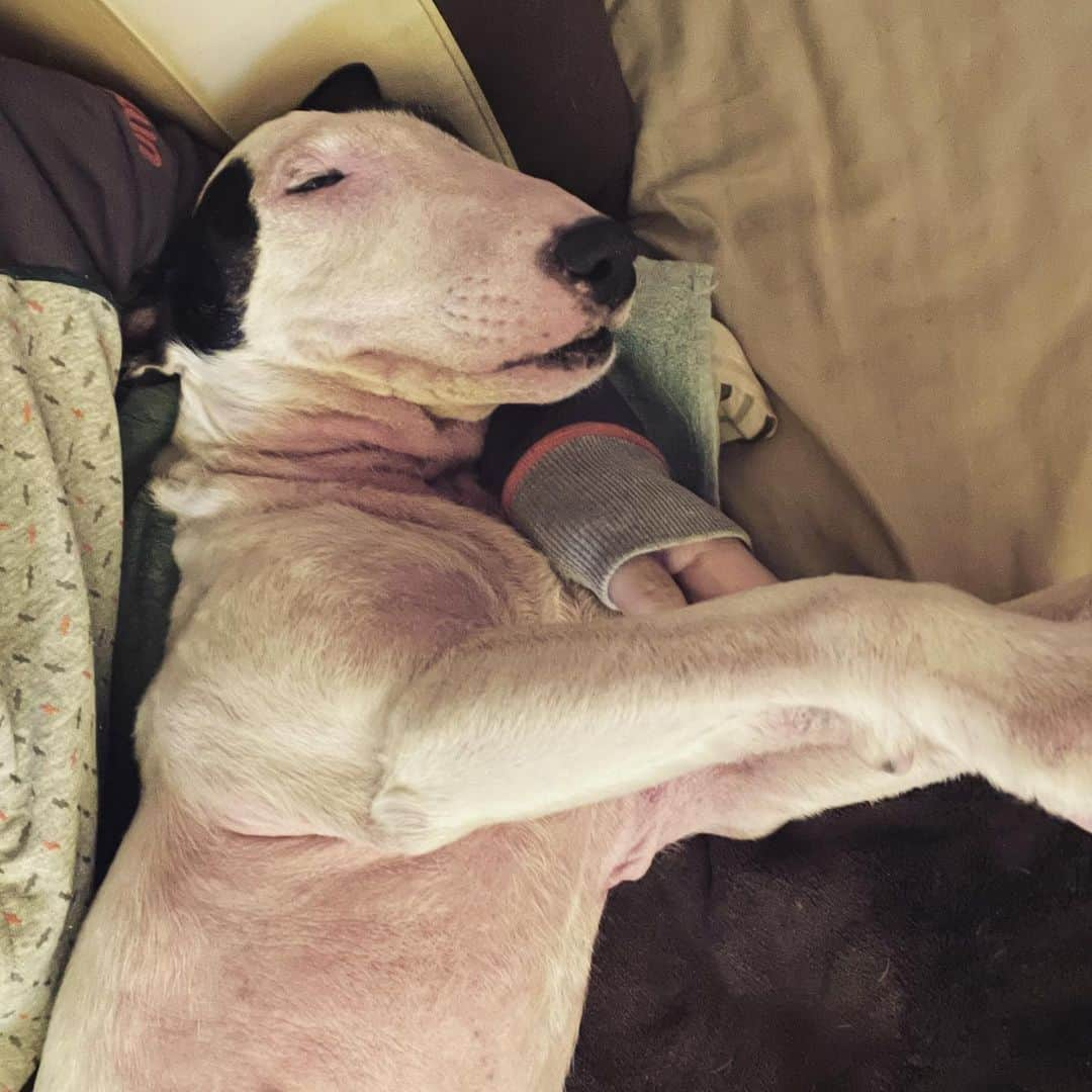 Q太郎さんのインスタグラム写真 - (Q太郎Instagram)「#minituru#bull#terrier#minibullterrier#miniturubullterrier#dog#dogstagram#cute#qtaro#love#family#ミニチュア#ブルテリア#ミニチュアブルテリア#Q太郎」2月20日 15時16分 - qtaro.jun