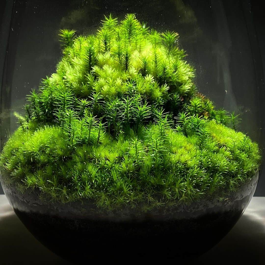 Mosslight-LEDさんのインスタグラム写真 - (Mosslight-LEDInstagram)「#mosslight#モスライト#苔#コケ#mossy#mossa#moss#terrarium #テラリウム#indoorgreen#plants#コケテラリウム#苔テラリウム#mossterrarium#mossarium#paludariu#パルダリウム#インドアグリーン」2月20日 15時25分 - mosslight1955