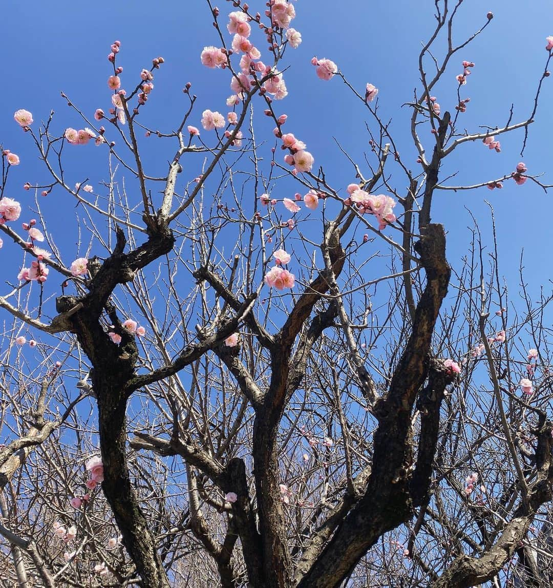 由梨香さんのインスタグラム写真 - (由梨香Instagram)「この陽気、春がそこまで来ているねー🌸﻿ ﻿ 昨日は打ち合わせで久しぶりに外ごはんできたりと﻿ テンション上がったー🙌🏻✨﻿ 大切な人達とのコミュニケーション大事✨﻿ ﻿ 今日は土曜日﻿ 亜空間電波受信ラジオ、今夜更新です！﻿ ﻿ #梅　#土曜日　#は　#亜空間電波受信ラジオ﻿ #さてさて　#色々　#プロジェクト進行中」2月20日 15時29分 - yurikapiano