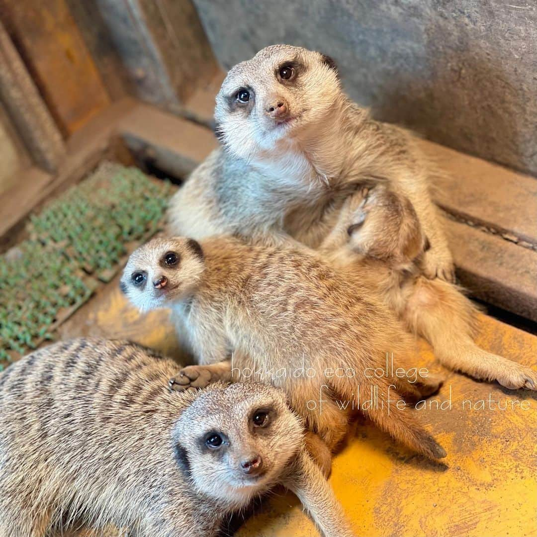 hokkaidoecoさんのインスタグラム写真 - (hokkaidoecoInstagram)「家族写真📸  #北海道エコ  #動物  #専門学校 #ミーアキャット #家族 #ねばったけど #全員目線くれることがなかった #1匹はずっとお食事中 #人でも集合写真は大変 #誰かに被って写ってない時 #あるよね #そんな写真も #いい思い出」2月20日 16時00分 - hokkaidoeco