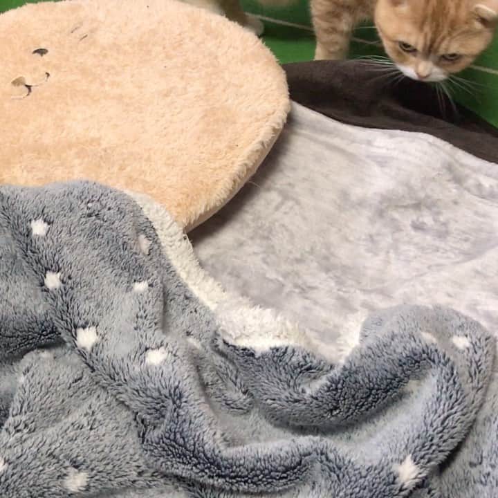 かんちゃんのインスタグラム：「． ． 入れなかったにゃ😿 ． ． #スコティッシュフォールド #猫  #cat  #cats #ねこ #ネコ #札幌 #sapporo」