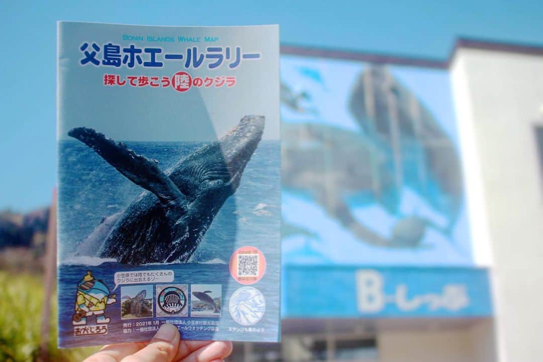 小笠原村観光協会のインスタグラム：「＼父島の陸クジラを探してお散歩🐳新ホエールラリー／  クジラがいるのは海だけじゃない！父島の陸上各所にもクジラたちが隠れています。のんびりお散歩したい日、荒れていて海に出れない日など、このマップを片手にぜひクジラ探しの旅に出かけてみてはいかがでしょうか🛥✨ マップには載っていない、あなただけのクジラにも出会えちゃうかも？！  Bしっぷ窓口（小笠原村観光協会）にて無料配布中です！  #小笠原諸島 #小笠原 #父島 #海の生き物 #ザトウクジラ #ホエールウォッチング #ザトウクジラの親子 #海の生き物が好き #島暮らし #離島 #離島暮らし #ここも東京 #ダレカニミセタイウミ #旅が好きな人と繋がりたい #くじら #ogasawara #boninisland #whale #whalewatching #humpbackwhale #tokyo #islandlife」