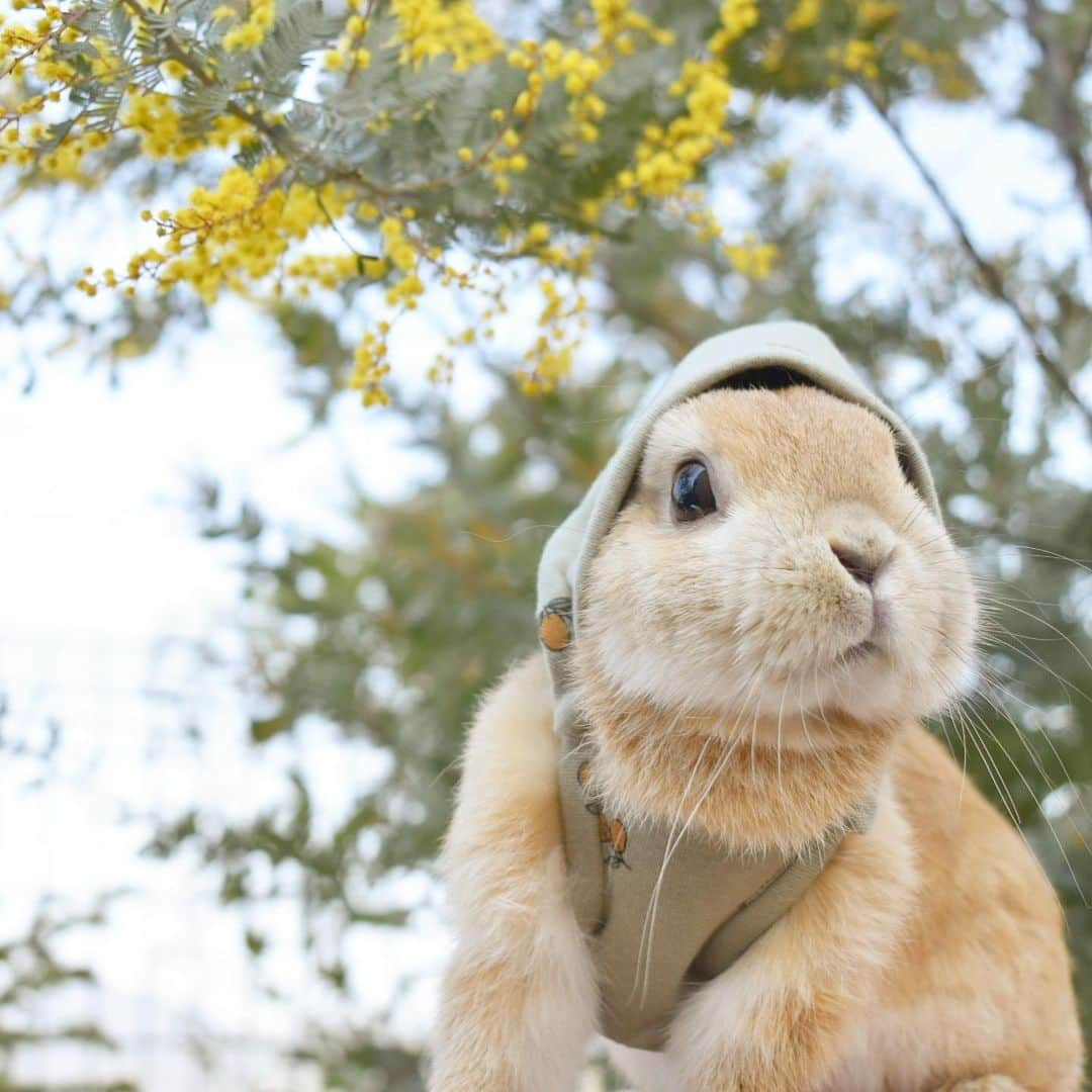 yun.ゆんさんのインスタグラム写真 - (yun.ゆんInstagram)「lemon.🍋 ３日前は雪が降ったのに、ミモザは咲いていて… 今日はなんていい天気なんだ。🌞🌼 異常気象だわ。笑 . . レモン柄のこびとハーネス🍋△ ミモザのまるいお花と葉っぱの優しいカラーがぴったりマッチしてました。🌼 . . ♪ ♪ ♪ #ミモザ  #うさぎ#ウサギ#ネザーランドドワーフ#ZIP写真部#レモン#ふわもこ部#マーチ#多頭飼い#トラピロビハーネス#こびとハーネス #rabbits#rabbitsofinstagram #rabbitstagram #petstagram #march#instapet#cutepetclub #instarabbit #bunnies #bunnylove #lapin #pecotv #WeeklyFluff #lemon #netherlanddwarf #dailyflufffeature#pecotv」2月20日 16時25分 - march.lemon