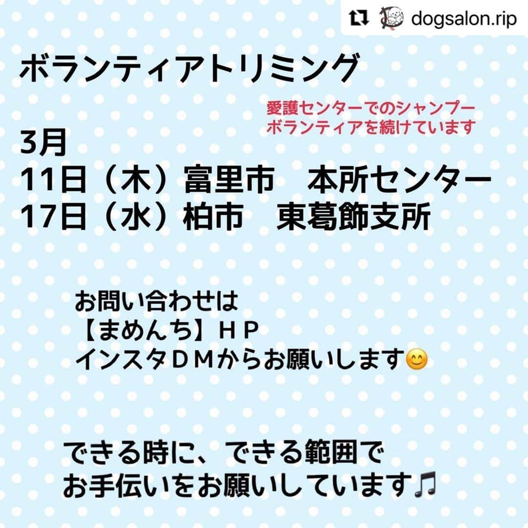 小野真弓さんのインスタグラム写真 - (小野真弓Instagram)「✂️ボランティアトリミング✂️ ★ご協力頂ける、 トリマーさん、ドッグトレーナーさんを 募集しているそうです^ ^ ⬇️ @dogsalon.rip  （代表、牛島さんのサロンです。 お問い合わせはこちらへお願い致します。）  🙋🏻‍♀️私も想いに賛同して参加させて頂いております、 愛護団体まめんちの、ボランティアトリミング✂️🐶 保護されて心も体も傷ついた動物を 綺麗にして、ぎゅっと抱きしめて、 新しい家族を探すお手伝いです😊  私、新米トリマーですが、 ベテランさん、サロン経営者さんなど、 色んな方とご一緒して、保護動物についてなどなど 沢山の事を学ぶ機会にもなっております☺️  私も参加させて頂いたきっかけは、 　#ボラトリ　#ボランティアトリミング から飛んで、飛んで、飛んで〜、 まめんちさんの活動にたどり着きましたので、、  保護活動にご興味のある、トリマー＆トレーナーが 目にする事がありますように🙏 シェアさせて頂きます☺️  #Repost @dogsalon.rip with @make_repost ・・・ 《千葉県登録愛護団体　まめんち》  愛護センターで暮らすわんちゃんたちへのボランティアトリミング活動を続けて８年になりました✂️  ボラトリ参加していただくことで 実際に愛護センターを訪れて  職員さんや、たくさんのボランティアさんが犬猫たちの幸せを願って奮闘していること。  なぜこの子達が殺されなければいけなかったのか。　  吠える 咬む 引っ越し アレルギーになった 飽きた 家族に不幸があった どんどん産まれてしまった  この子達が、人間身勝手さで愛護センターに連れてこられる前に、私たち犬のプロがやれたことはあったんじゃないか。  私たちがもっと、ご家族のペットライフに寄り添うことができたら、きっと悲しい思いをするペットがいなくなるんだと…。  知ってもらいたくて  毎月　ボランティアさんを募集するカタチで活動を続けてきました。  ボランティアトリミングは  愛護センターで暮らすワンチャンたち 汚れた体を洗い流して 傷ついた心を抱きしめて 本来の可愛さを取り戻して  新しい家族とのご縁を繋ぐお手伝い✂️  ご協力いただける トリマーさん、ドックトレーナーさんを募集しています😊  参加してくださるトリマーさんは、ママトリマーさんや、学生さん、新米さんからベテランさんもいます。 技術ではなく、優しさと作業着だけ持ってきてください‼️  #愛護団体まめんち#まめんち  #トリミングサロンrip #八千代市ペットサロン #八千代市#印西市#習志野市#白井市 #ボランティアトリミング #愛護センター #トリマー#ママトリマー #千葉県#保護活動 #犬のプロだからできる譲渡に繋げるお手伝い」2月20日 16時35分 - hanaharuaroi