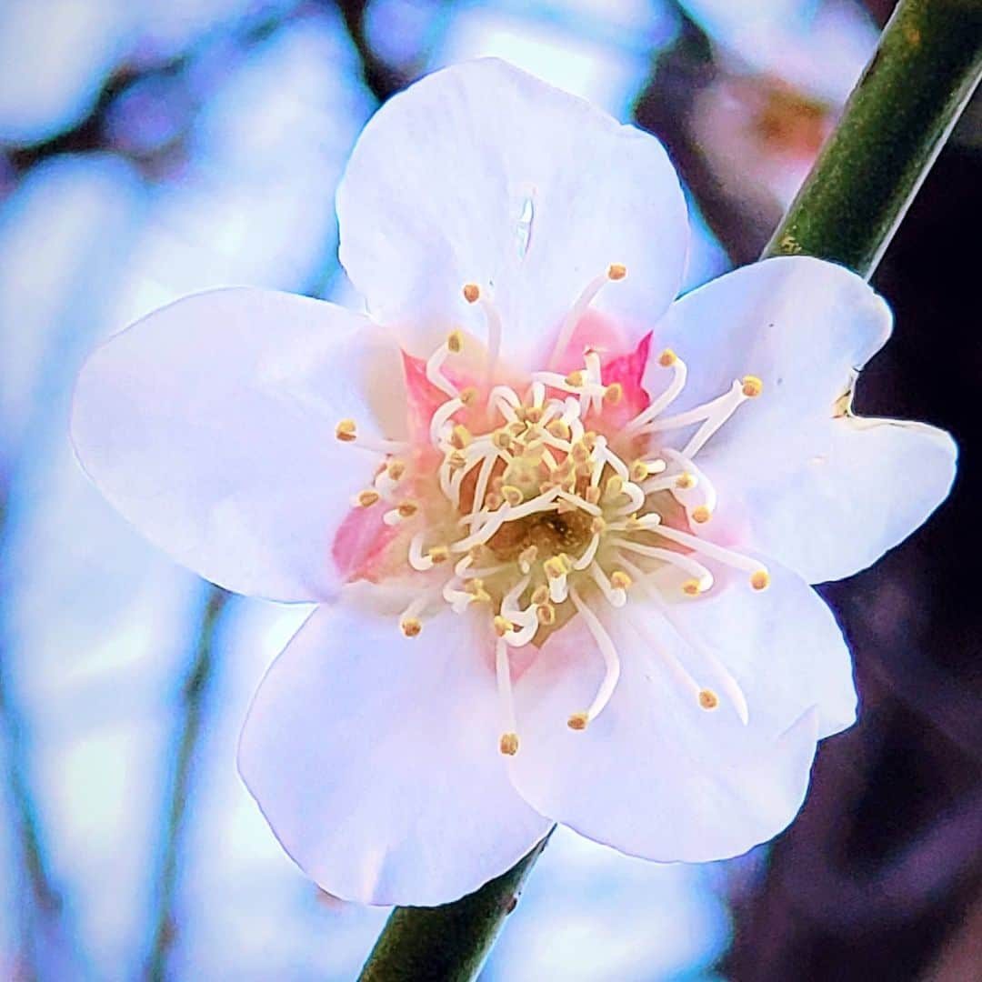 永井利光さんのインスタグラム写真 - (永井利光Instagram)2月20日 16時48分 - toshi_nagai
