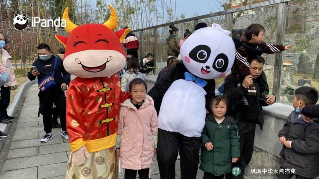 iPandaさんのインスタグラム写真 - (iPandaInstagram)「During the Spring Festival, Fenghuang Panda Park in Hunan has become a favorable tourist destination for many families with its pleasant environment. The playful and adorable pandas were either lively wrestling or idly resting, keeping drawing the visitors in.🤩🤩 🐼 🐼 🐼 #Panda #iPanda #Cute  #PandaPic #PandaNews #CCRCGP #ChineseCulture #HappyChineseNewYear」2月20日 16時58分 - ipandachannel