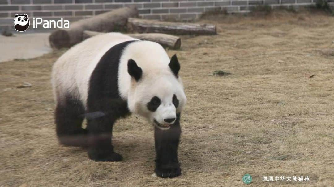 iPandaさんのインスタグラム写真 - (iPandaInstagram)「During the Spring Festival, Fenghuang Panda Park in Hunan has become a favorable tourist destination for many families with its pleasant environment. The playful and adorable pandas were either lively wrestling or idly resting, keeping drawing the visitors in.🤩🤩 🐼 🐼 🐼 #Panda #iPanda #Cute  #PandaPic #PandaNews #CCRCGP #ChineseCulture #HappyChineseNewYear」2月20日 16時58分 - ipandachannel