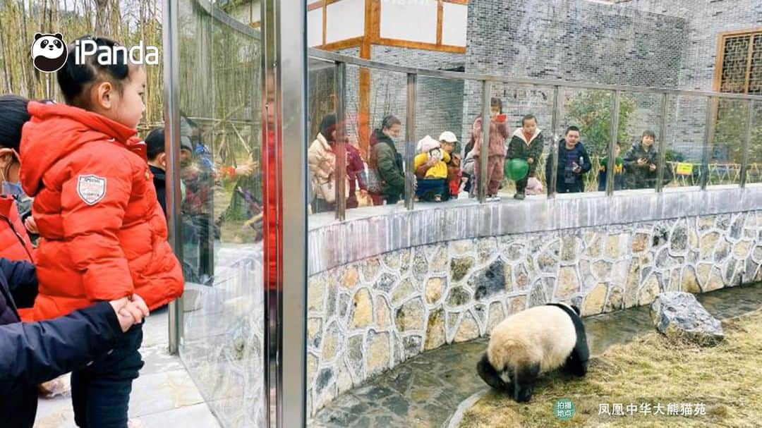iPandaさんのインスタグラム写真 - (iPandaInstagram)「During the Spring Festival, Fenghuang Panda Park in Hunan has become a favorable tourist destination for many families with its pleasant environment. The playful and adorable pandas were either lively wrestling or idly resting, keeping drawing the visitors in.🤩🤩 🐼 🐼 🐼 #Panda #iPanda #Cute  #PandaPic #PandaNews #CCRCGP #ChineseCulture #HappyChineseNewYear」2月20日 16時58分 - ipandachannel