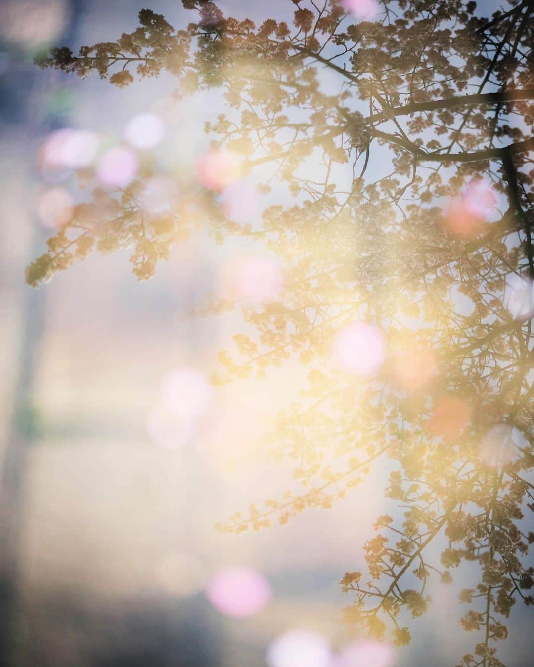 大杉隼平さんのインスタグラム写真 - (大杉隼平Instagram)「儚いか美しいか。  水溜まりに映る桜。舞い落ちる桜。  一瞬を写す為に光を待ち、風が吹くのを待つ。  この街でこの瞬間を見れて良かった。  #徳島県 #徳島 #徳島の魅力 #美しの徳島 #日常 #暮らす人々 #伝えたい徳島 #写真 #ohsugi_tokushima #tokushima_photo　 #photography #tokushima #ライカ #leica #両国橋 #桜 #reflection #cherryblossom  #河津桜 #風 #shumpeiohsugi #大杉隼平」2月20日 17時00分 - shumpeiohsugi_photographer