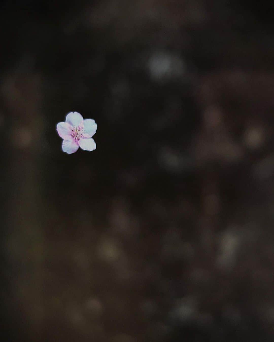大杉隼平さんのインスタグラム写真 - (大杉隼平Instagram)「儚いか美しいか。  水溜まりに映る桜。舞い落ちる桜。  一瞬を写す為に光を待ち、風が吹くのを待つ。  この街でこの瞬間を見れて良かった。  #徳島県 #徳島 #徳島の魅力 #美しの徳島 #日常 #暮らす人々 #伝えたい徳島 #写真 #ohsugi_tokushima #tokushima_photo　 #photography #tokushima #ライカ #leica #両国橋 #桜 #reflection #cherryblossom  #河津桜 #風 #shumpeiohsugi #大杉隼平」2月20日 17時00分 - shumpeiohsugi_photographer