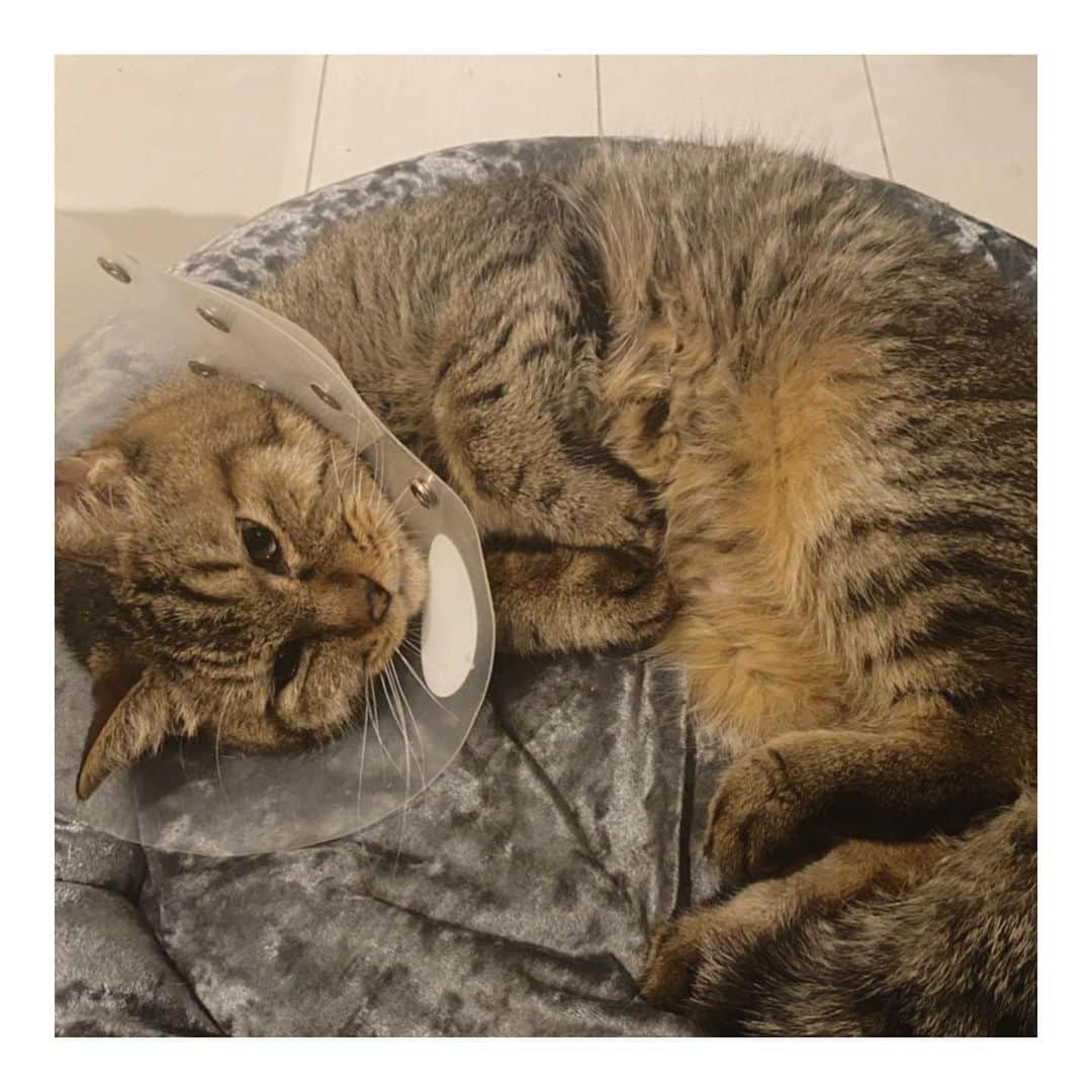 こむぎのインスタグラム：「* ししくんのこと🤗 ころーんと寛ぐししくん🐈✨ カリカリは夜の間と昼のお留守番時間に自分で40〜50gほど食べ、預かりさんがAD缶を1日3回スプーンから給仕してくださっています✨ 皮膚の方は1日2回軟膏を塗って、ウンチおしっこも問題なし🙆‍♀️ ちょっと皮膚が黒っぽくなってきたので念のため病院へ確認してもらいましたが、防御反応によるものなので悪いものではないとのことで一安心☺️ 次は24日に受診予定です〜！ 体重増えていそうな予感✨ 足の具合もだいぶ動けるようになってきて、捕まえれなくなってきたそうです🤣 最後の動画はししくんの寛ぐ姿…☺️ 可愛い〜カラーを舐めて毛繕いのつもり😭✨  このまま順調に回復してくれるといいなぁ♡ たくさんの応援本当にありがとうございましたー！😭✨ 引き続き元気玉よろしくお願いします🙌✨  そして23日はいよいよくまおくんトライアルスタート🚙 久しぶり？の長距離搬送頑張ります💪 まだまだ里親募集中の子達は14匹います😢 なんとか里親さんに繋がるように募集も頑張らないとだし、みんなの医療費(ししくんやつばめの医療費)もどうにかしないとだし…😭  ししくんの方が少し落ち着いてきたところで、今度はつばめくんのお薬が増えることになり、毎月5万弱必要になりそうです😢 なんとか支援金にご協力いただけるようにと青井さんが今LINEスタンプ制作中です〜✨  私もまた次を考えないと💦 ザビエル首輪も引き続き作りつつ、猫たちのお世話と里親募集…。 どうしても成猫の場合里親さんが見つかりにくく、長くご支援いただいてしまっていて本当にすみません💦💦 もっともっと頑張りますね😭✨  過去の現場の様子はストーリーのハイライトやIGTVからご覧いただけます。 里親募集中の子の掲載用アカウントはこちらです🤗✨→ @comugineko  3匹(かめ、さくら、しし)は関東地方で、11匹は東海地方で里親様募集中です(遠方要相談)🙏🏻 #岐阜多頭崩壊レスキュー #里親募集 #里親募集中 #保護猫 🐈‍⬛」