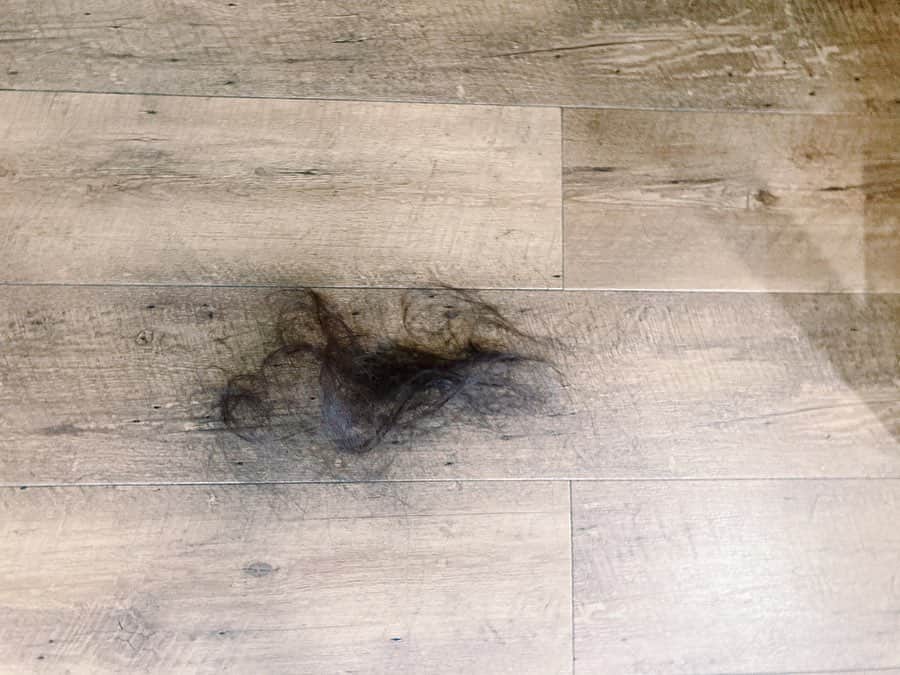 南波志帆さんのインスタグラム写真 - (南波志帆Instagram)「髪の毛を切って染めました！今回はむらさき色にしました〜🍇🔮💜  またまた綺麗に染まって、気分も変わって、うれしいです。☺️  そんなに切らなかったので、いつもの毛玉、今回は不作。  #むらさき色」2月20日 17時11分 - nanbashiho