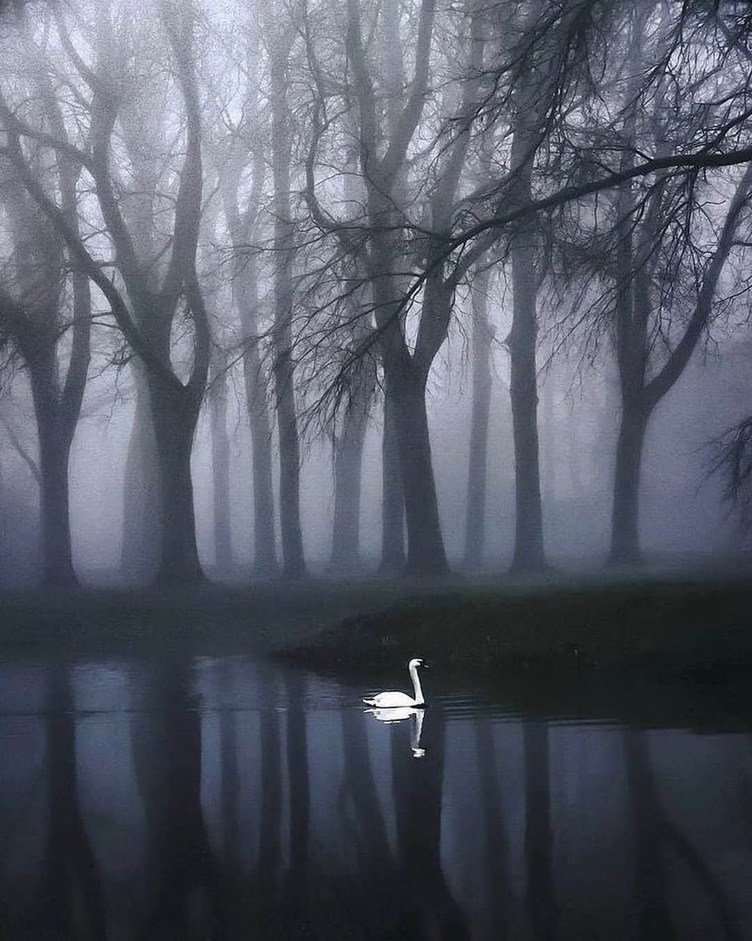 Canon Photographyのインスタグラム：「Moody and foggy morning.  Photography // @karen_claudia_ Curated by @steffeneisenacher  #foggy #mist #netherlands #swan #wildlifephotography #reflection」