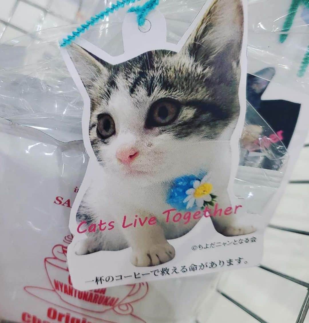 あやみ旬果さんのインスタグラム写真 - (あやみ旬果Instagram)「可愛いチャリティー🐈🎀🎁❤️  #猫 #チャリティー」2月20日 17時24分 - ayami_syunnka0815