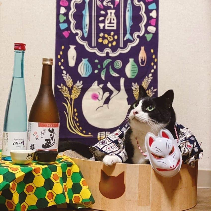 猫壱（ねこいち•ネコイチ）さんのインスタグラム写真 - (猫壱（ねこいち•ネコイチ）Instagram)「【#お年玉猫壱2021 ✨結果発表】 ▫ 1月に行ったキャンペーン、たくさんのご応募ありがとうございました😊  450を超えるご応募を頂き、受賞者さんを決めるのに本当に本当に迷いました🤲  本来は受賞者は5名さまだったのですが、あまりに可愛いお写真が多かったため選びきれず、#フードボウルのみ　のプレゼントになりますが、受賞枠を増やしてしまいました💦  本日は新設しちゃったフードボウルのみプレゼントする5名さまを順に発表します✨  ▫ ▫ フードボウルのみのプレゼント4人目🎁  4人目は　@figaro0600  さんの可愛いかくれんぼ姿です✨✨  おめでとうございます㊗️  ▫︎ ▫︎ 受賞さんには月曜日にDMを送らせていただきますね♪  今回フードボウルにつかうお写真を送って頂く期日が大変タイトなものになっております💦 DMを送らせて頂くまでにお写真のみご準備してお待ち頂ければ幸いです♪ ▫ ▫ 今回は5名さまと発表人数が多いので、時間不定期で発表です😃 みなさま、楽しみにお待ちくださいませ♪ ▫ ▫ ::::::#猫壱 ::::::: ▫ Instagramに登場した商品はプロフィールのリンクよりご覧いただけます🎶 お写真の商品は#バリバリボウル　でした✨ 気になる方は @necoichicojp からチェックしてくださいね❤ ▫ ▫ #ねこ #ネコ #猫好き #ねこらぶ #猫#ペット  #necoichi #cat #kitty  #kitten #pet #結果発表 #猫のいる幸せ #猫のいる生活 #猫好きさんと繋がりたい ▫ #猫壱キャンペーン受賞者発表」2月20日 17時29分 - necoichicojp