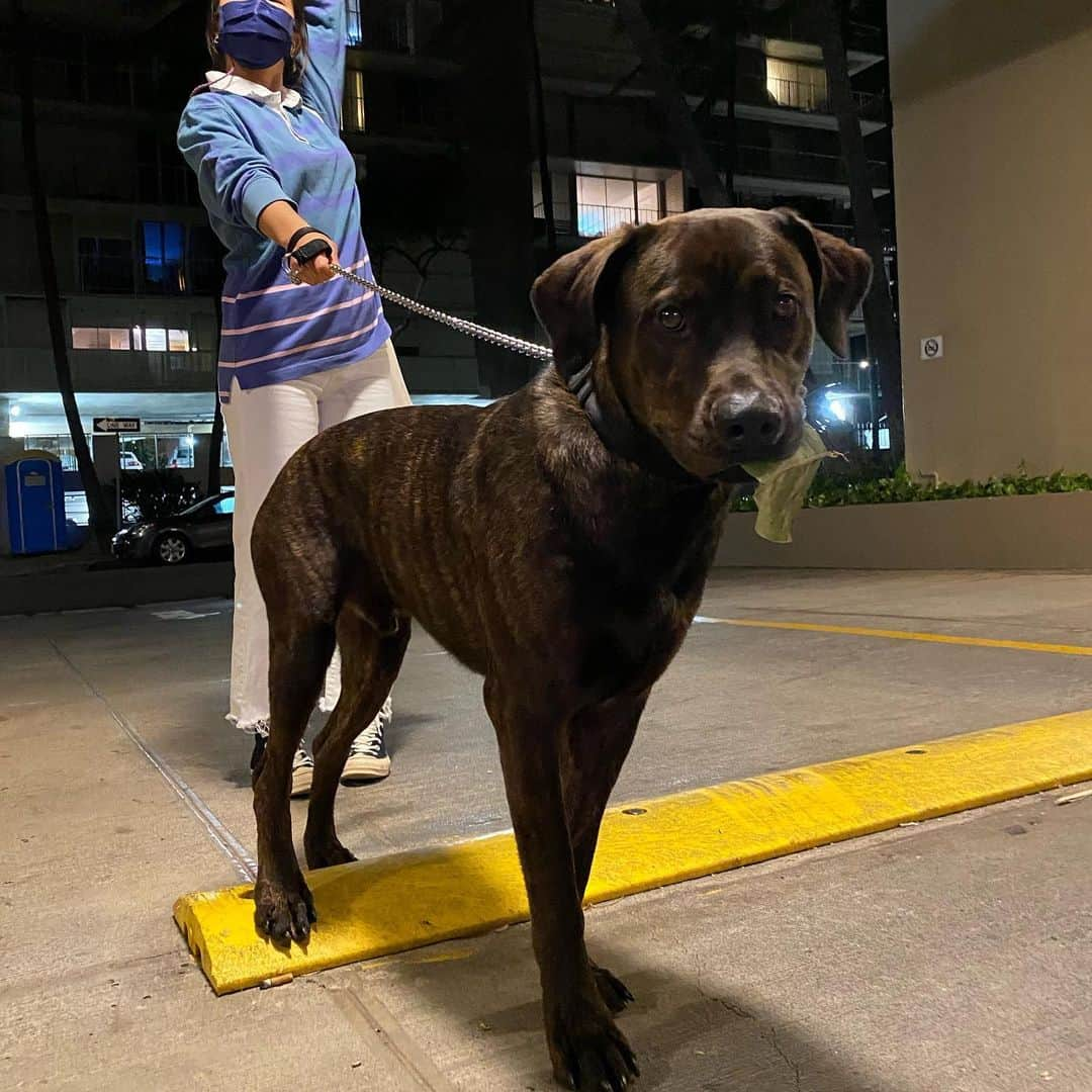 エビアン・クーさんのインスタグラム写真 - (エビアン・クーInstagram)「He just wants to be the main 🐶  How to not let him chase the birds? I almost fell on the floor, when we went on a run today 😭 Aloha Friday y’all :)   前にいつも出たがる! 今日は1時間以上も歩いたのに 全然疲れなくて、反対に私が疲れたー！ 一歳はやっぱり元気だね 鳩も好きでどうやっておって 行かないのかトレーニング中。  日本のみなさん地震もあって 大変だと聞きました！ 怪我被害がありませんように🙏」2月20日 17時34分 - avian_official