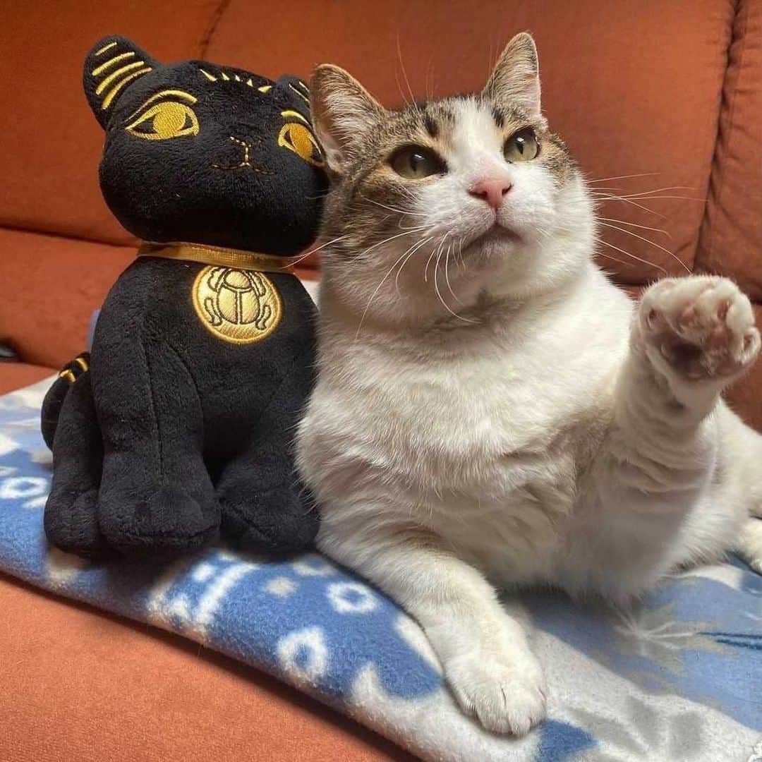 大英博物館のインスタグラム：「🐈 Happy #Caturday, courtesy of this pawsome photo from @therealbagi_ 🐾  Buy your very own Bastet soft toy, or choose from the cat-inspired range in our online shop via the link in our bio 🛍  Every purchase supports the Museum!  Head to britishmuseum.org/animals to find out more about Bastet and cats in ancient Egypt.   #CatsOfInstagram #Bastet #BritishMuseum」