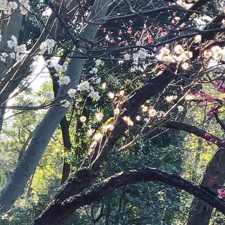 いかりさとみのインスタグラム：「梅の木にメジロがいました。逆光で小さくてちょっとわかりにくいけど💦 緑と黄色で可愛いかった  春だなぁ♪♪  #メジロ」