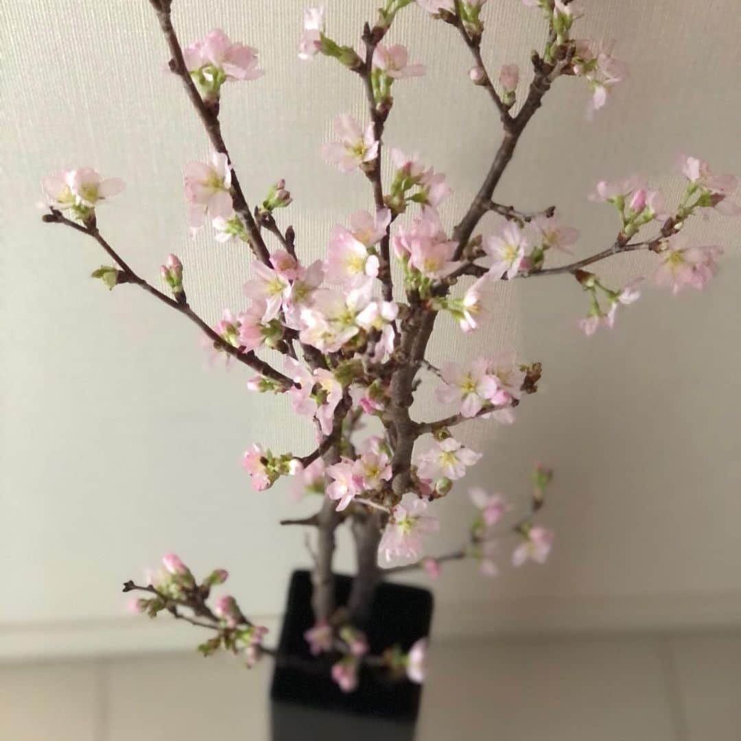 悠未ひろさんのインスタグラム写真 - (悠未ひろInstagram)「桜を🌸お花屋さんで見つけて、買いました💕 蕾があっという間に、お部屋の中があたたかかったのか、開花✨ かわい〜❤️ ちと足お先に、春を☺️  #桜 #お花屋さん #梅の次は桜🌸  #春を感じたくて #かわいい #そして #強く美しく #健気である  #悠未ひろ #宝塚og #宙組 #明日千秋楽 #拍手 #応援 #愛」2月20日 18時28分 - hiroyuumitomo