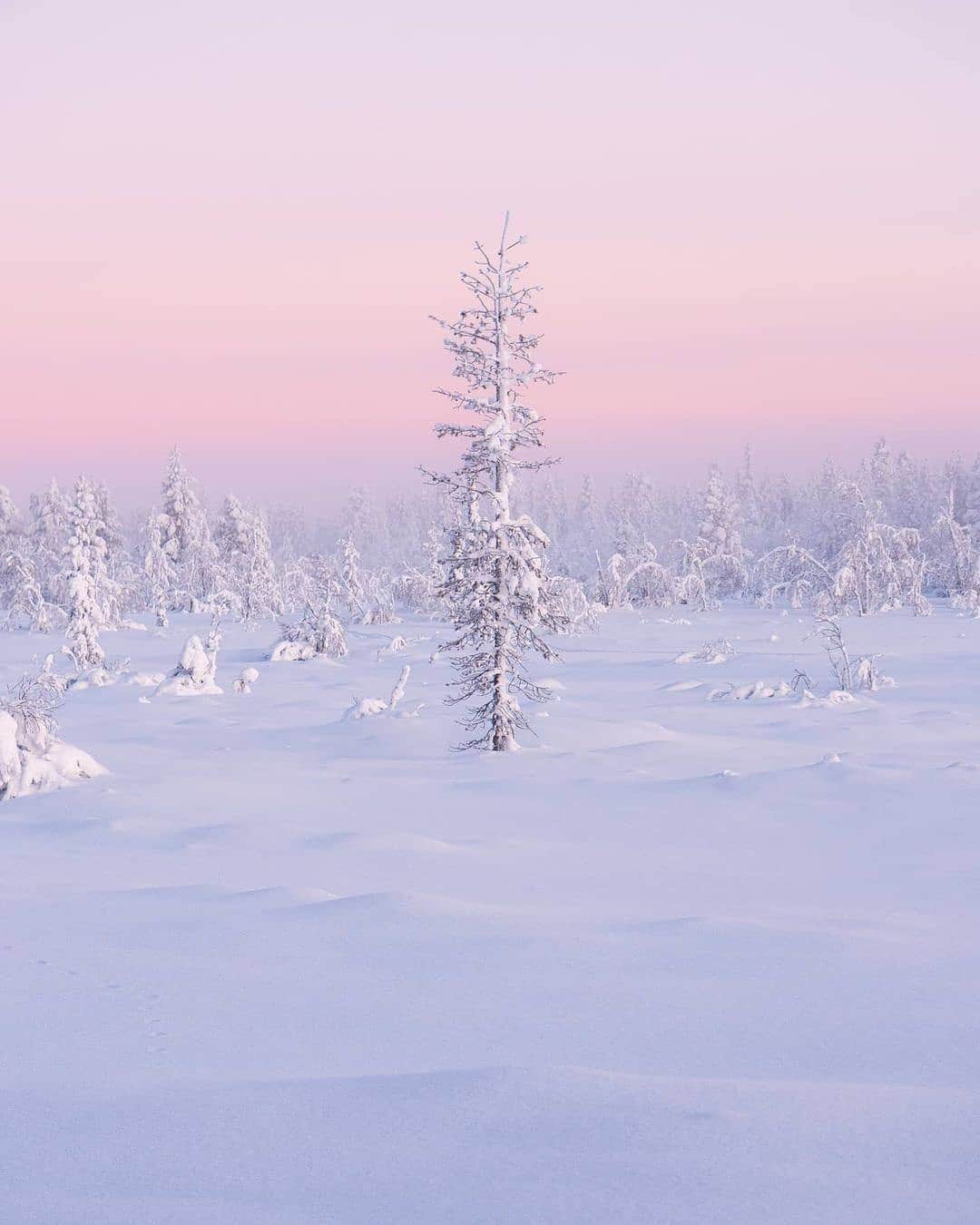BEAUTIFUL DESTINATIONSさんのインスタグラム写真 - (BEAUTIFUL DESTINATIONSInstagram)「Pastel pink hues, powdery landscapes, and glorious sunsets—the magic of winter in Finland is a sight to behold! 🇫🇮  Winter here typically lasts from mid-November to late March. As you head north and east, winter gets even colder and longer—in northern Finland, winter temperatures often drop as low as -30°C or even down to -50°C. 🥶  Have you been to Finland in the winter? If not, do you plan to experience it in the future?   📸 @ville.kivimaki  📍 Finland」2月20日 18時37分 - beautifuldestinations