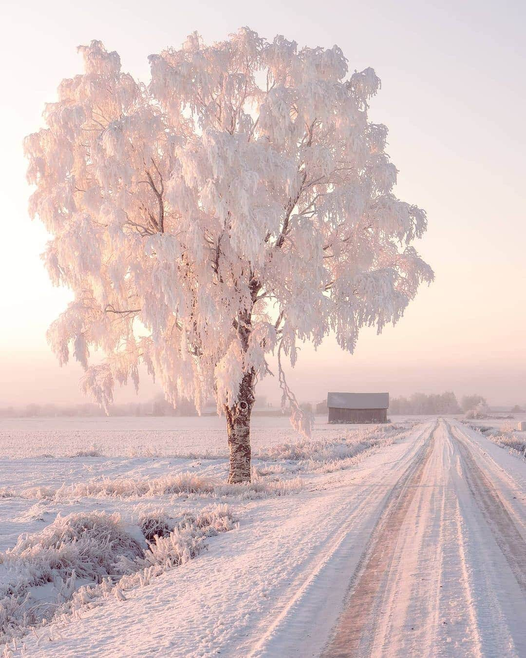 BEAUTIFUL DESTINATIONSさんのインスタグラム写真 - (BEAUTIFUL DESTINATIONSInstagram)「Pastel pink hues, powdery landscapes, and glorious sunsets—the magic of winter in Finland is a sight to behold! 🇫🇮  Winter here typically lasts from mid-November to late March. As you head north and east, winter gets even colder and longer—in northern Finland, winter temperatures often drop as low as -30°C or even down to -50°C. 🥶  Have you been to Finland in the winter? If not, do you plan to experience it in the future?   📸 @ville.kivimaki  📍 Finland」2月20日 18時37分 - beautifuldestinations