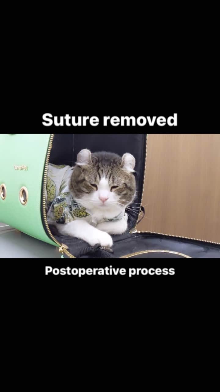 スノーのインスタグラム：「A video to record Snow’s difficult days after surgery. We got your messages and really thank you guys so much😭 • I was very depressed for quite a long time after Snow’s surgery, got anxious easily whenever he throws up, looks sick or shows no appetite. But Snow is such a strong boy and showed me how speedy he got recovered.  Our days come back to normal and thank you for caring about us!  • #meowed #catsofinstagram #cats_of_instagram #catstagram #catofinstagram #instagood #cat #cats #kucing #gato #chat #catloversclub #catlover #9gag #weeklyfluff #kedi #katze #kawaii #neko #instagramjapan #고양이 #кот #แมว #猫 #ふわもこ部」