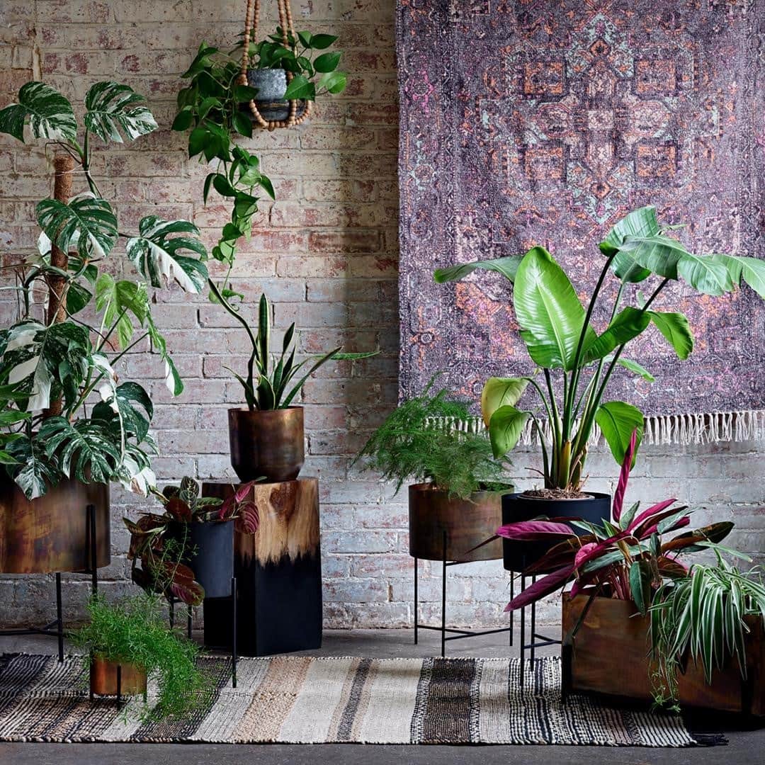 フレンチコネクションのインスタグラム：「Create your insta-ready interior jungle with our new in planters🌱🌱  #FrenchConnection #MyFC」
