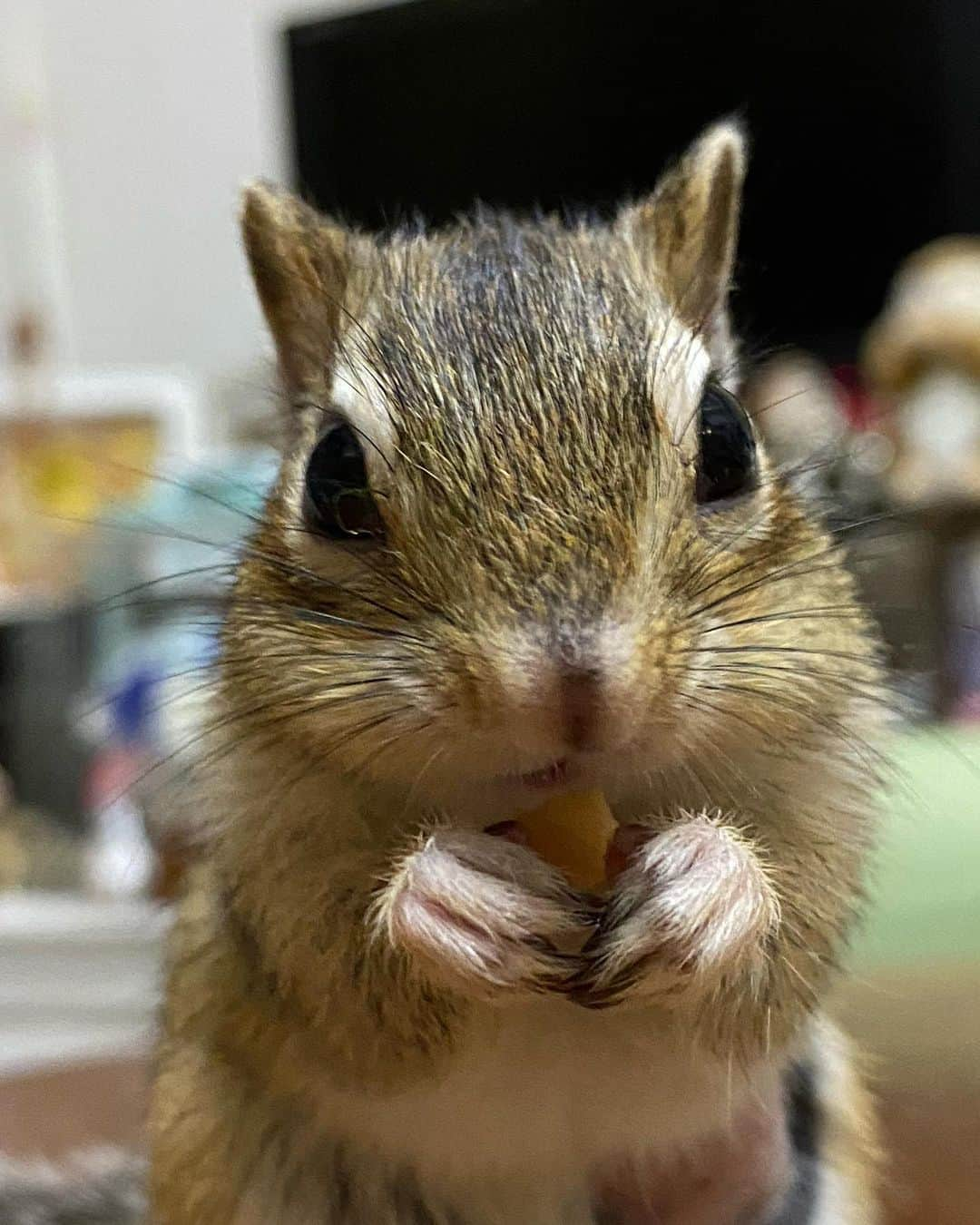 peace_0322さんのインスタグラム写真 - (peace_0322Instagram)「#リス#シマリス#インコ#マメルリハインコ#ふわもこ部  今日は #土アップ祭 だよ😆」2月20日 18時34分 - peace_0322