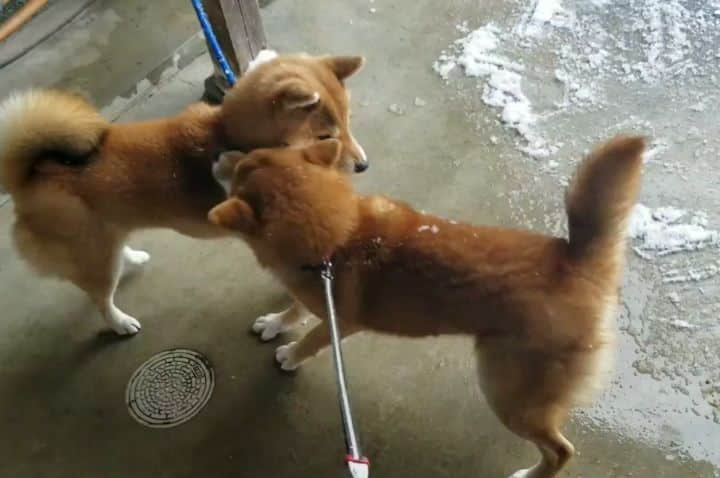 柴犬たま Shibainu Tamaのインスタグラム