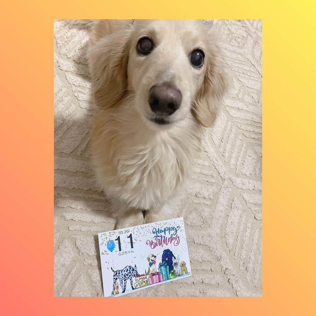 菅長愛子のインスタグラム：「🐶🧁🎉🦴  2021.02.20 らぶ🐶 happy birthday🎂  家族になってくれてから11年。 毎日たくさんの愛と癒しをありがとう🐾  #happybirthday  #love #0220 #🎂」