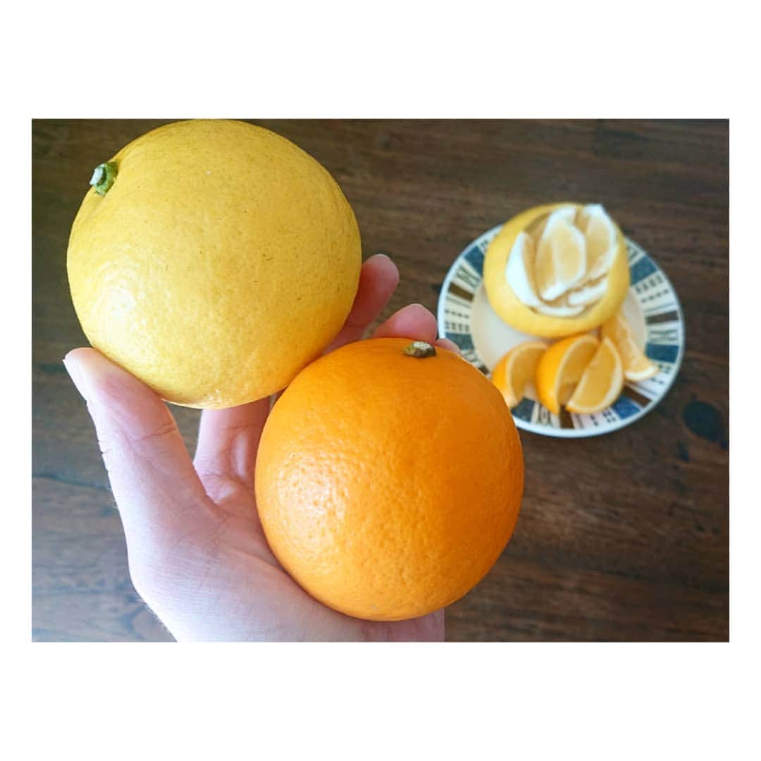 加藤沙知さんのインスタグラム写真 - (加藤沙知Instagram)「『加藤さんどーぞ！』と、 MRTラジオ scoopy の髙橋桃香さん(@mrt.scoopy)から、袋いっぱいの日向夏とレモンのお裾分けをもらいました!  オレンジ色の方がレモンです。 見るだけで元気になる色です♪  食べてみると、レモンは、もちろんならではの酸っぱさはあるんですが、爽やかで、柔らかい酸味!!  果汁たっぷりだったので、桃香さんオススメのHOTはちみつレモンで頂きました♪  明日も暖かい気温予想の県内ですが、週明けは再び、この時期らしい寒さになるようです。  体調を崩さないように、お気をつけください!!  #レモン#日南レモン#日向夏 #はちみつレモン#マイヤーレモン」2月20日 18時53分 - mrt.kato