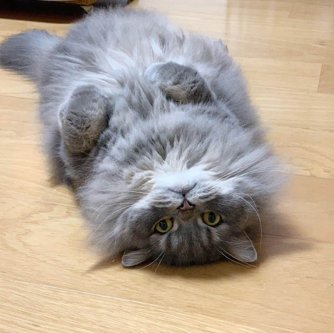 hanaのインスタグラム：「お久しぶりです🙂 銀ちゃんも元気にひっくり返ってます♡  #ねこのいる生活  #ねこのいる生活 #ねこのいる暮らし #ねこのいる幸せ  #cat #cats #catlover #cutecats #catsnap #catstagram #ilovemycat #adorble #ig_catclub #cats_of_instagram #kawaii #kawaii_cat #meowbox #bestmeow #fluffy #funnycritters #scottishfold #neko #kitty」