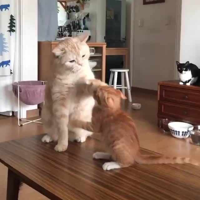 Aww Clubのインスタグラム