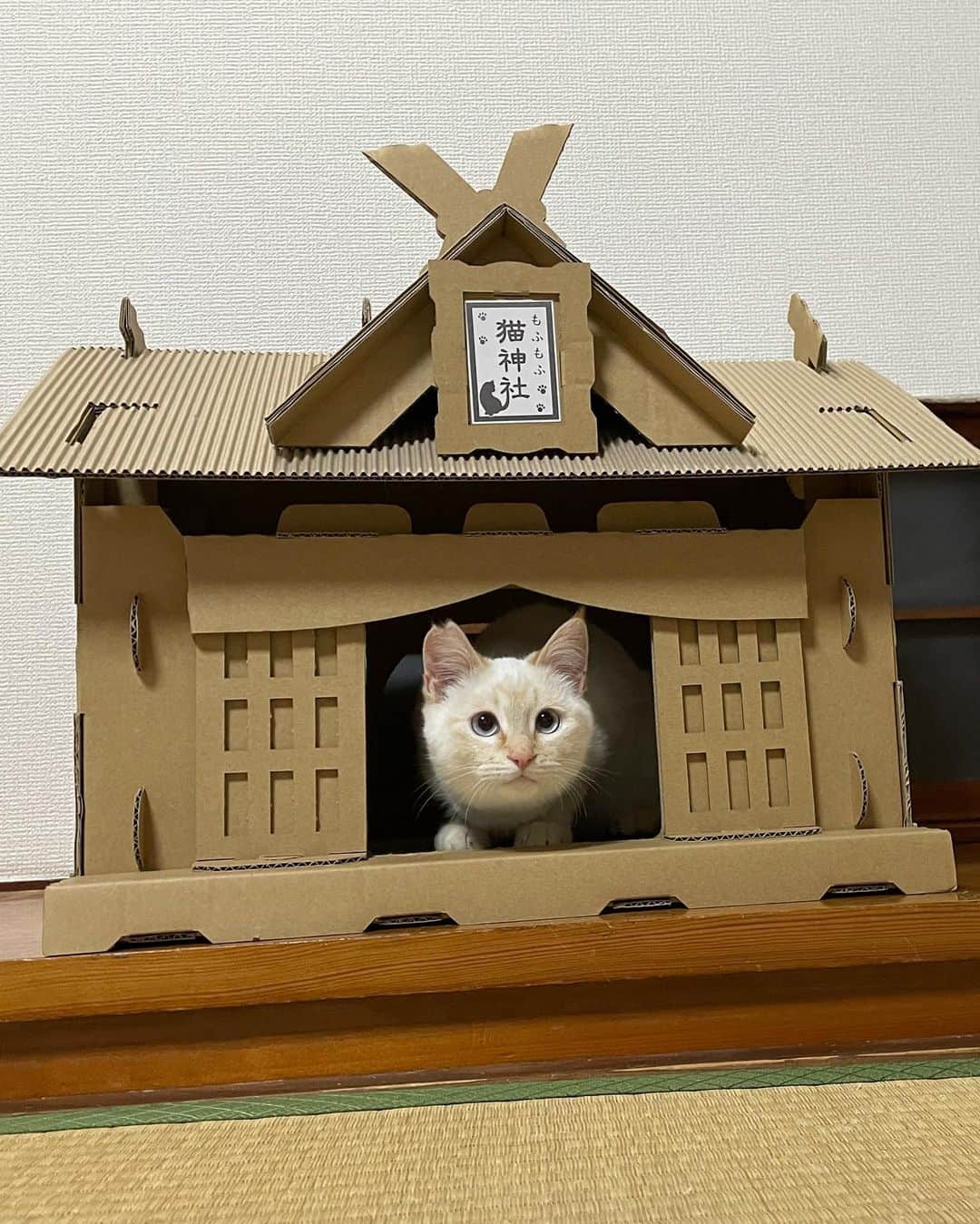 maimocotoさんのインスタグラム写真 - (maimocotoInstagram)「今日のちびっ子たち。 茨城から来た３人は、今私の家の目の前に住む両親の家にいます。 この部屋は広くて暖かいので、風邪が治るまではこちらで過ごす事にしました🏥 まぁ、初日は猫かぶっていたみたいで、大人しかったけど、今は大暴れしてます💨きっとお外で木登りとかしていたんだろうな。2週間ケージ暮らしだったから、今爆発してる感じ笑　元気で何より✨ ＊ ＊ そして、今年雑誌 #ねこのきもち に3ヶ月に1度連載させていただくことになりました。（５枚目）テーマは“保護猫とわたし“。今出ている3月号からスタートしています。 定期購読されている方は探してみてください🙇‍♀️ ＊ ＊ 『チコちゃんが一番大きな写真で、ジェラなの、あたち』 ＊ ＊ #チコ雑誌デビュー #笹かまのきなり #シャム三毛のこのは  #長毛茶髪のキキ  #もふもふ猫神社」2月20日 19時13分 - maihimemoco