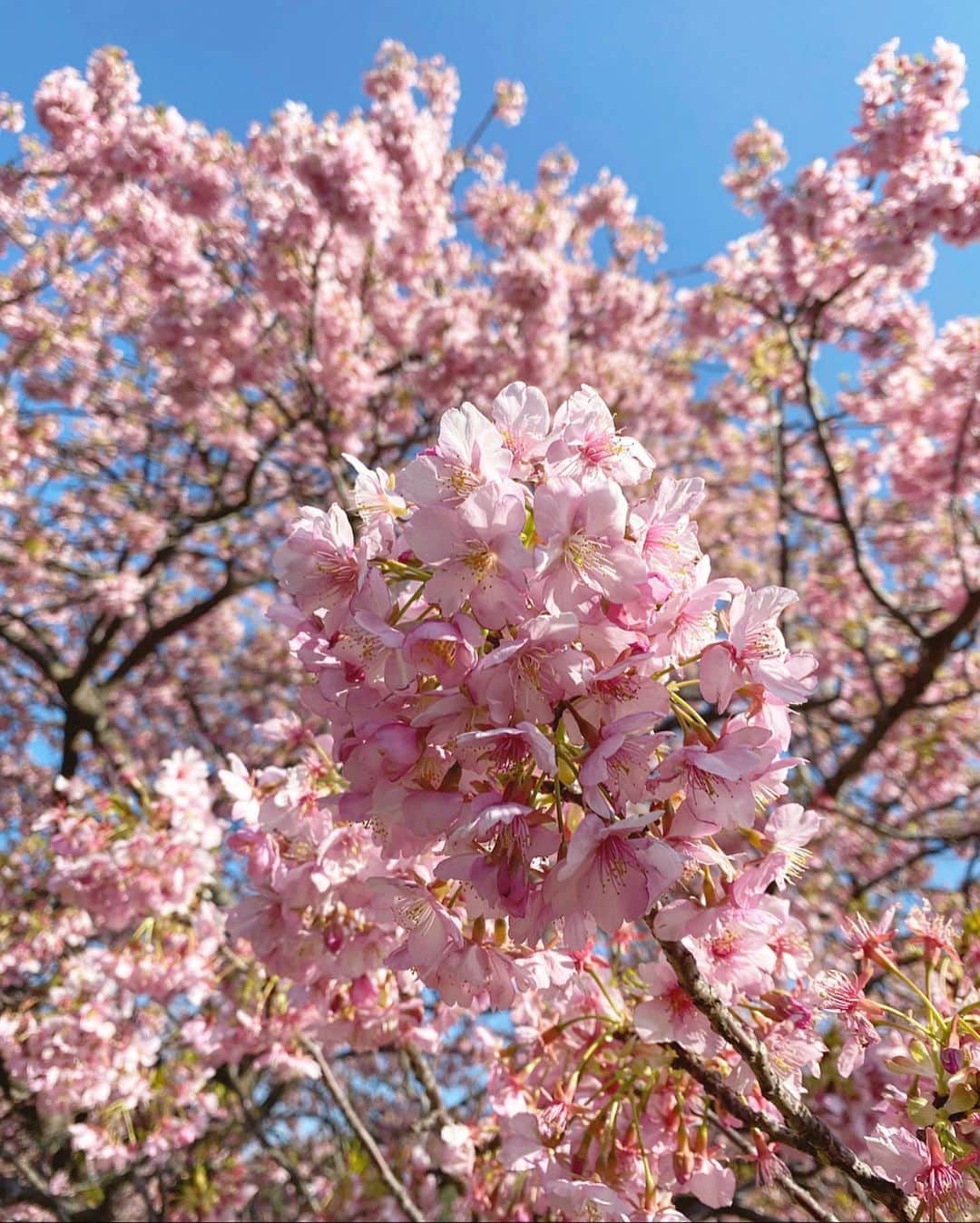 chiyo1173さんのインスタグラム写真 - (chiyo1173Instagram)「🌸🌸🌸 毎年恒例、ひと足早いお花見。 河津桜を見に行って来ました。 ・ ・ 例年のように 泊まりでゆっくり行けるような状況ではまだないので、 早朝に家を出て日帰り。 でも渋滞もなく桜は満開でお天気も最高！ 綺麗な桜と菜の花を存分に楽しむ事が出来ました🌸 ・ ・ 年明けから身辺不穏な事続きで… 仕事と家の往復以外は 買い出しに行く程度しかどこにも行けず、 SNSにもあまり気も向かず ちょっと気持ちも下向きがちだったけど、 良い気分転換が出来ました✨✨ ・ ・ #河津桜#桜#🌸#cherryblossom#南伊豆#大人の休日#春#春コーデ#ootd#コーデ#大人カジュアル#シンプルコーデ#きれいめカジュアル#スニーカー女子#nikeairmax#airmax90#エアマックス#エアマックス90#大人女子コーデ#ロカリ#locari」2月20日 19時16分 - chiyo1173