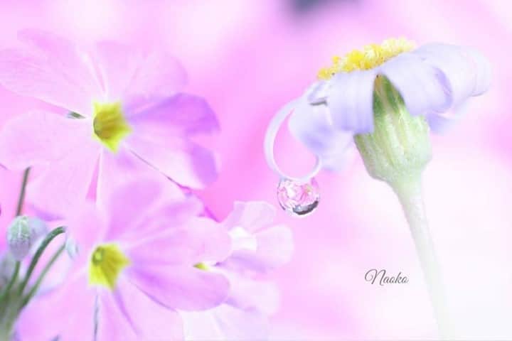 花の写真館のインスタグラム：「Photo by Naoko Suzuki.⠀ .⠀ Original Post[投稿いただいたURL]⠀ https://www.facebook.com/photo.php?fbid=1263253784065087⠀ .⠀ 本アカウントは、 #私の花の写真 をつけてInstagramに投稿された皆さまの花の写真や、「花の写真館」Facebookページで投稿された花の写真を紹介します。⠀ 「花の写真館」Facebookページは、「 @floral.photograph 」のプロフィールにあるURLからご覧ください。⠀ .⠀ ※各自、政府、自治体など公的機関の指示に従った行動をお願いします。⠀⠀ 東京カメラ部および分室では、写真を「見る楽しみ」を提供することを通して、微力ながら皆様にわずかな時間でも癒しをお届けしたいと思っております。⠀ ※本アカウントは東京カメラ部がFacebook、Instagramのサービスを利用して運営しているもので、Facebook社・Instagramとは一切関係ありません。⠀ .⠀ #花の写真館 #floralphotograph #floralphoto #flower #flowers⠀ Follow: @floral.photograph」