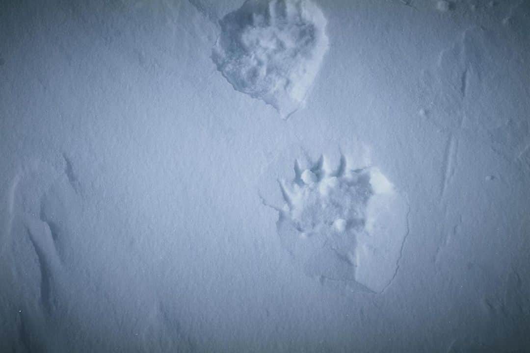 のインスタグラム：「白熊さんの足跡　Polar Bear . . . 北極圏 Arctic 2019 . . . #photography #nature #naturephotography #earthfocus #wildernessculture #natgeo #nationalgeographic #natgeotravel #landscapephotography #discoverearth #landscape #mytravelgram #photooftheday #picoftheday #travelgram #beautiful #life #follow #igers #travel #撮影 #写真」