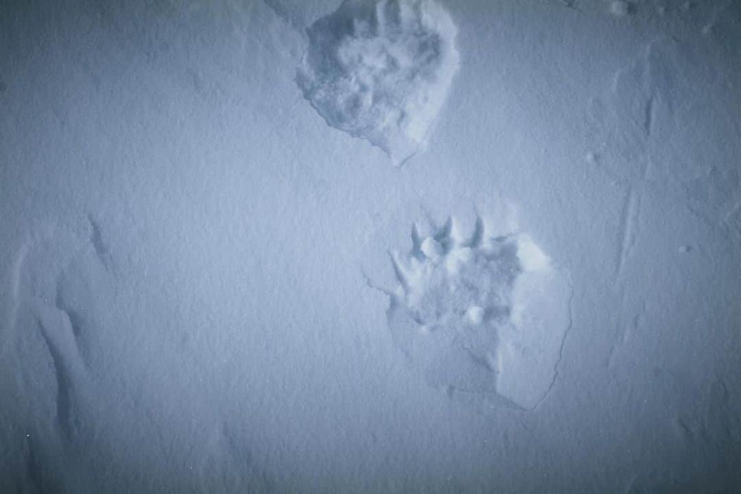 柏倉陽介のインスタグラム：「白熊さんの足跡　Polar Bear . . . 北極圏 Arctic 2019 . . . #photography #nature #naturephotography #earthfocus #wildernessculture #natgeo #nationalgeographic #natgeotravel #landscapephotography #discoverearth #landscape #mytravelgram #photooftheday #picoftheday #travelgram #beautiful #life #follow #igers #travel #撮影 #写真」