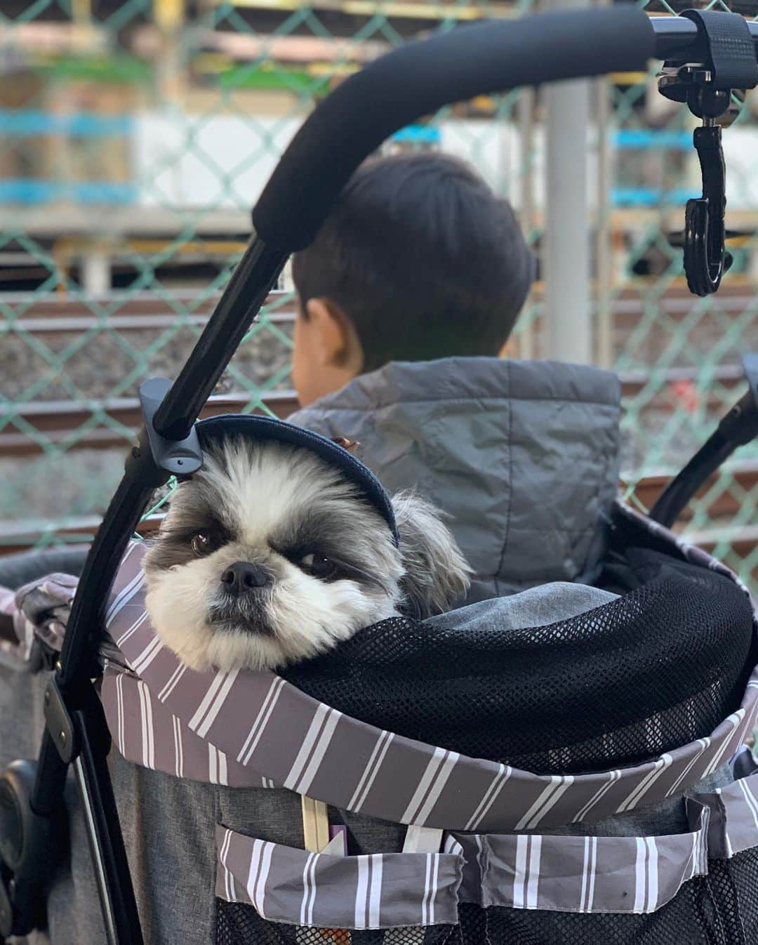 いくらさんのインスタグラム写真 - (いくらInstagram)「🐶👦 ・ 日が長くなってきた最近は👦にカートを相乗りされて電車を見る日々を過ごしてるよ🚉👮‍♀️🚃 ・ 最近は橋の上から電車にバイバイすると、汽笛をならしてもらえることを発見✨ ・ 車掌さん達、👦にじゃなくて僕に汽笛を鳴らしてくれていると信じてるからね🤣🐶👏 ・ ・ #犬とこども #犬のいる暮らし #犬と子供 #犬のいる生活 #いぬすたぐらむ  #シーズー #シーズー好き #シーズー大好きクラブ #シーズー犬好き部 #シーズー大好き部 #シーズー犬 #シーズー大好き #シーズーlove #シーズー部 #ロングまつ毛ワンコの会 #いぬのきもち #鼻ぺちゃ犬 #短足犬 #いぬすたぐらむ #shitzu #shitzumania #shihtzuclub #shihtzuloves #shihtzulovers #shihtzusgram_feature #shihtzugram #시추 #시츄스타그램 #西施犬 #獅子狗」2月20日 19時29分 - i_am_ikura