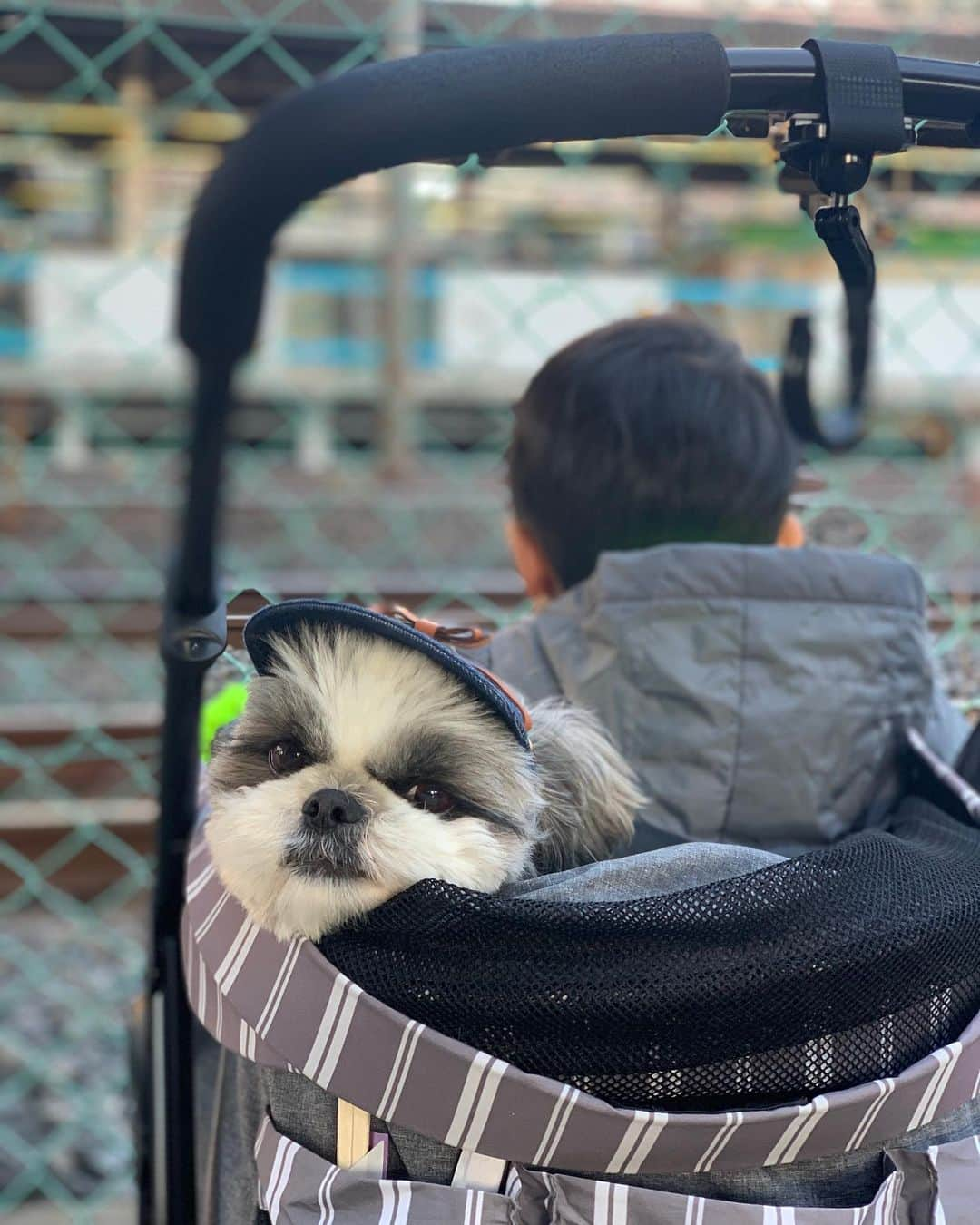 いくらさんのインスタグラム写真 - (いくらInstagram)「🐶👦 ・ 日が長くなってきた最近は👦にカートを相乗りされて電車を見る日々を過ごしてるよ🚉👮‍♀️🚃 ・ 最近は橋の上から電車にバイバイすると、汽笛をならしてもらえることを発見✨ ・ 車掌さん達、👦にじゃなくて僕に汽笛を鳴らしてくれていると信じてるからね🤣🐶👏 ・ ・ #犬とこども #犬のいる暮らし #犬と子供 #犬のいる生活 #いぬすたぐらむ  #シーズー #シーズー好き #シーズー大好きクラブ #シーズー犬好き部 #シーズー大好き部 #シーズー犬 #シーズー大好き #シーズーlove #シーズー部 #ロングまつ毛ワンコの会 #いぬのきもち #鼻ぺちゃ犬 #短足犬 #いぬすたぐらむ #shitzu #shitzumania #shihtzuclub #shihtzuloves #shihtzulovers #shihtzusgram_feature #shihtzugram #시추 #시츄스타그램 #西施犬 #獅子狗」2月20日 19時29分 - i_am_ikura