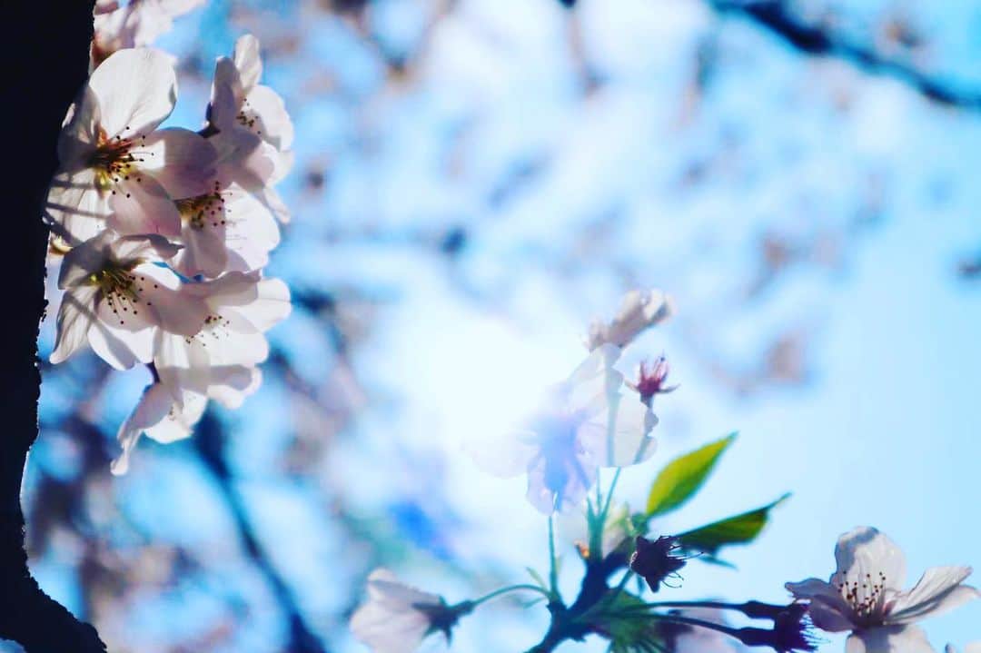 真仲りえさんのインスタグラム写真 - (真仲りえInstagram)「今年は桜撮れるかな？ 撮りたいな…  #声優 #役者 #ポートレート #被写体 #東京カメラ部 #ふぁいんだー越しの私の世界 #カメラ女子 #写真が好き #風景写真 #photo #ミラーレス #桜 #春 #sakura #Spring」2月20日 19時34分 - aries03m
