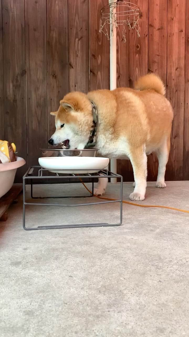 柴犬 たろのインスタグラム：「🐿 咀嚼音的な水飲音🦧🩲 どうや？よかろ？🐻🎈 ⭐︎ ⭐︎ #shibainu #japanesedog  #柴犬 #咀嚼音」