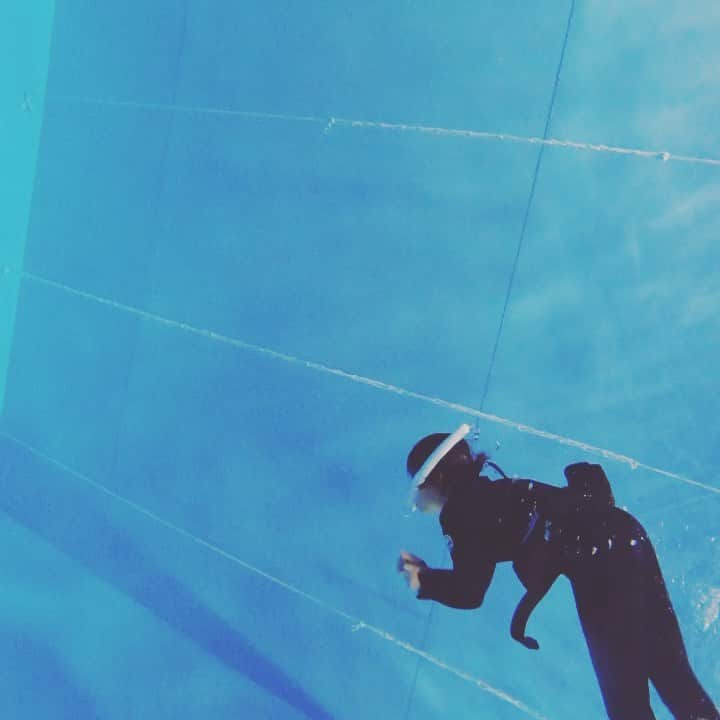 山本真由美のインスタグラム：「. . 🏝 . .  我喜欢水中的声音♡🐬 . #dolphin #swim #luv  #nature #scubadiving #skindiving  #diving #sea #pool #blue  #snorkeling #dontthink #justfeel  #calm #freedom #japan #tokyo  #smile #likesforlike #inthewater  #zerogravity #いるか」