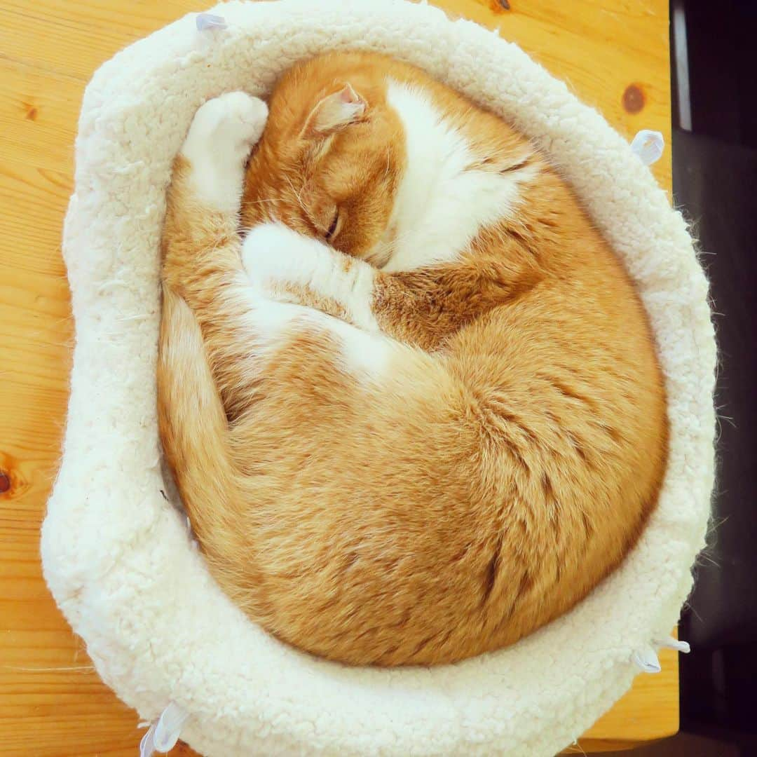 yokoのインスタグラム：「Happy Caturday🧡  #フィット感研究所  #なかなか良い #snugasabug」