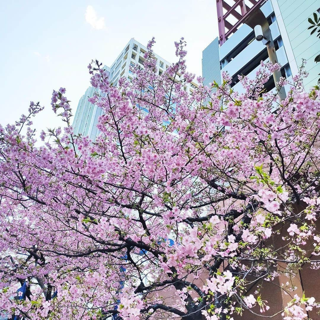 フジテレビ「プライムニュース イブニング」さんのインスタグラム写真 - (フジテレビ「プライムニュース イブニング」Instagram)「今日の都心はポカポカ陽気。﻿ お台場にある早咲きの桜も見頃になってます。﻿ 放送をご覧頂いた皆さま、 今日もありがとうございました。﻿ ﻿ 生野陽子﻿ #OLDENGLAND @oldenglandfemme﻿ ﻿ 内田嶺衣奈﻿ #BEATRICE @beatrice_fsf﻿ ﻿ #生野陽子﻿ #内田嶺衣奈 @reina.uchida﻿ #奥寺健 @fujitv_announcer﻿ #永尾亜子 @ako_nagao﻿ #フジテレビ﻿ #アナウンサー﻿ #ニュース」2月20日 19時53分 - livenews_it