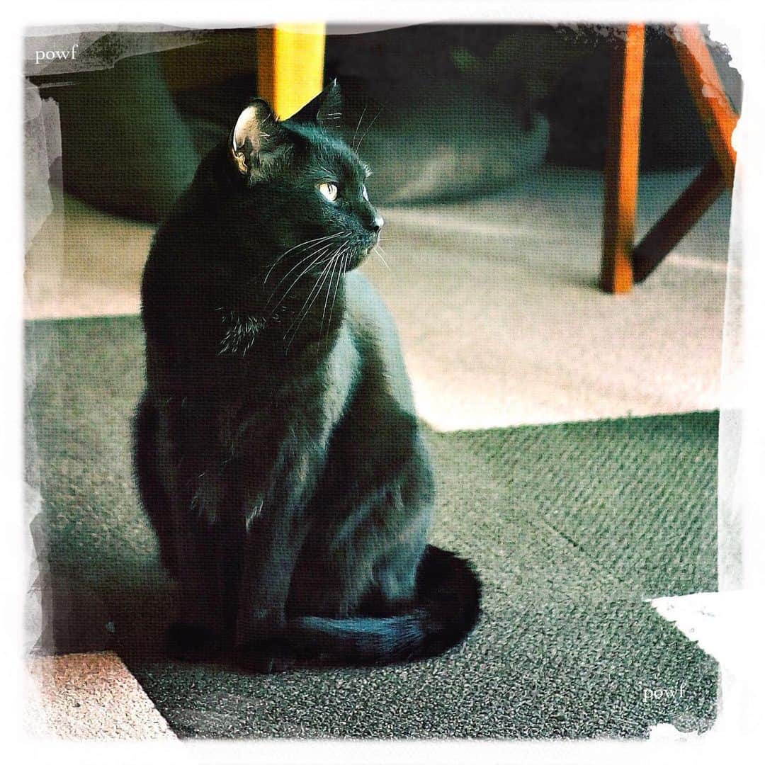 anemone_69のインスタグラム：「🐈‍⬛ #ハカセとキョウジュ #blackcat #黒猫 #cat #猫 #保護猫 . #DreamCanvas_powf . . .」