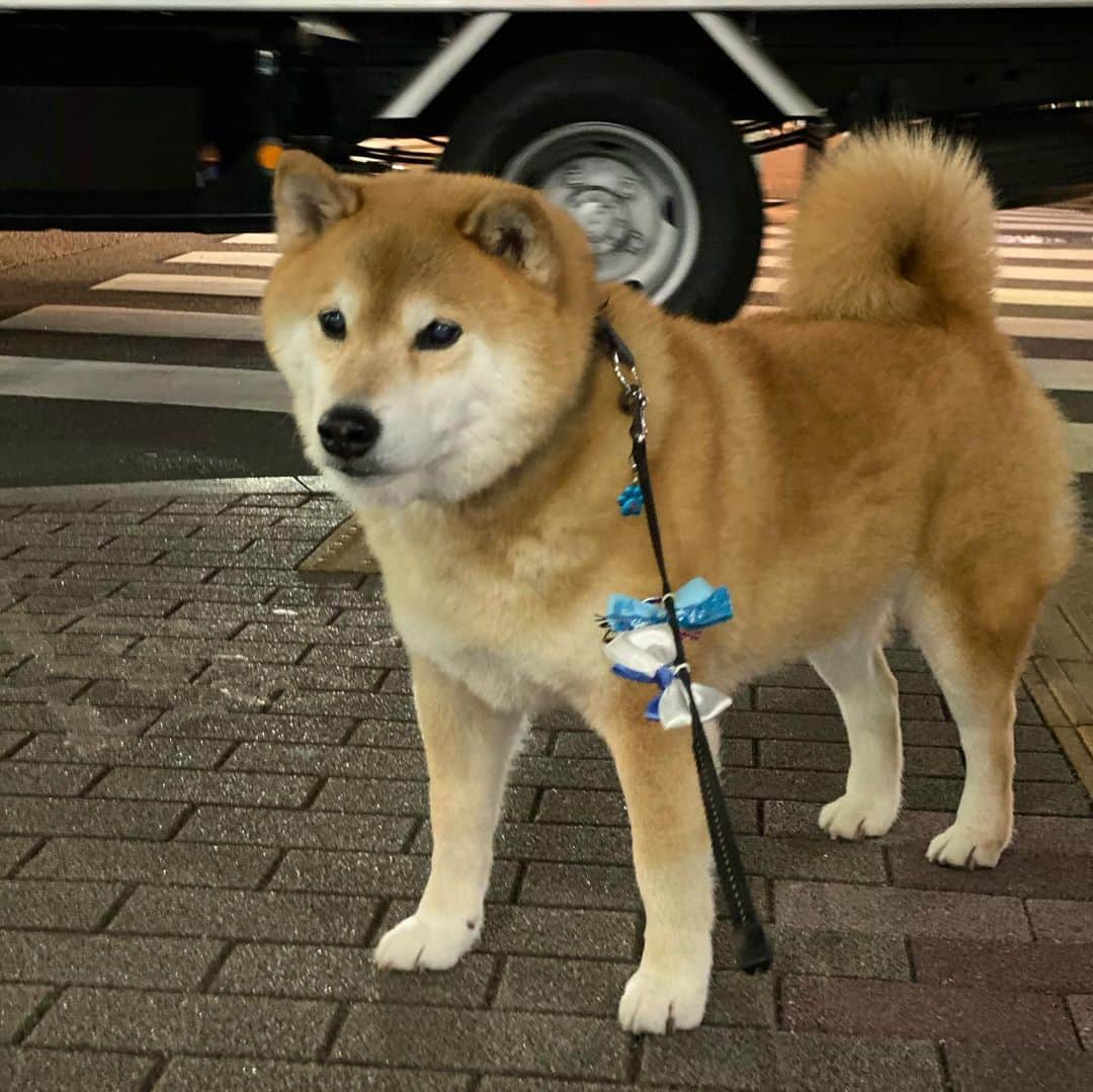 まる（まるたろう）のインスタグラム：「I'm taking a walk at the moment. ✨🐶✨お散歩中だよ〜 #寒くもなく暑くもなく #いい感じ #少しづつ春になっていくね」